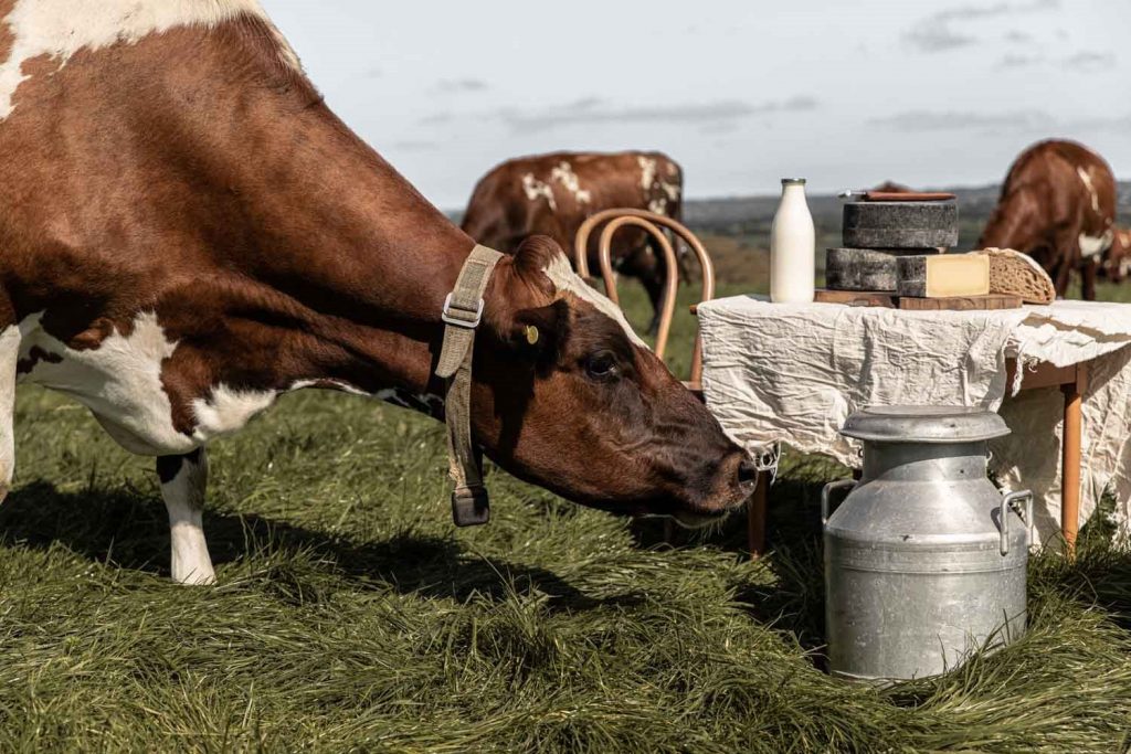 A cow sniffing a pale of milk below a table.